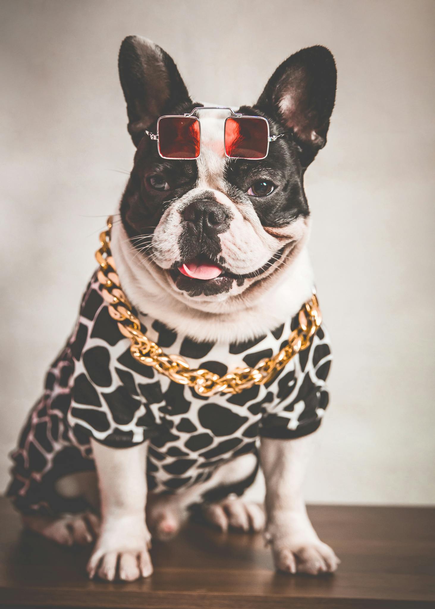 A fashionable French Bulldog wearing sunglasses, chain necklace, and leopard print outfit.